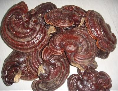 靈芝批發(fā)廠家 江西安遠(yuǎn)浩民農(nóng)產(chǎn)品的專業(yè)供應(yīng)與優(yōu)勢(shì)