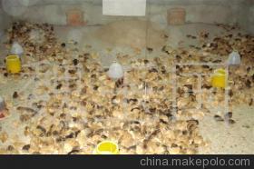 常年出售江蘇淮安優(yōu)質(zhì)草雞苗 品質(zhì)保障，專(zhuān)業(yè)供應(yīng)