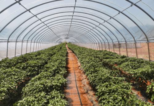 凌源市入選國家“互聯(lián)網(wǎng)+”農(nóng)產(chǎn)品出村進(jìn)城工程試點(diǎn) 特色農(nóng)業(yè)迎來發(fā)展新機(jī)遇