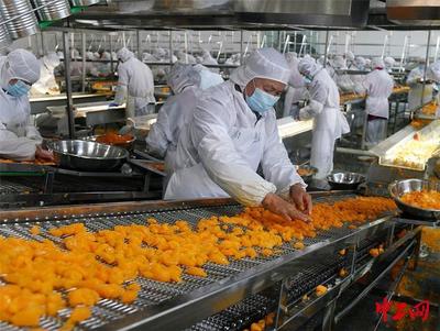 湖北宜昌 柑橘加工企業生產忙，助力農產品增值